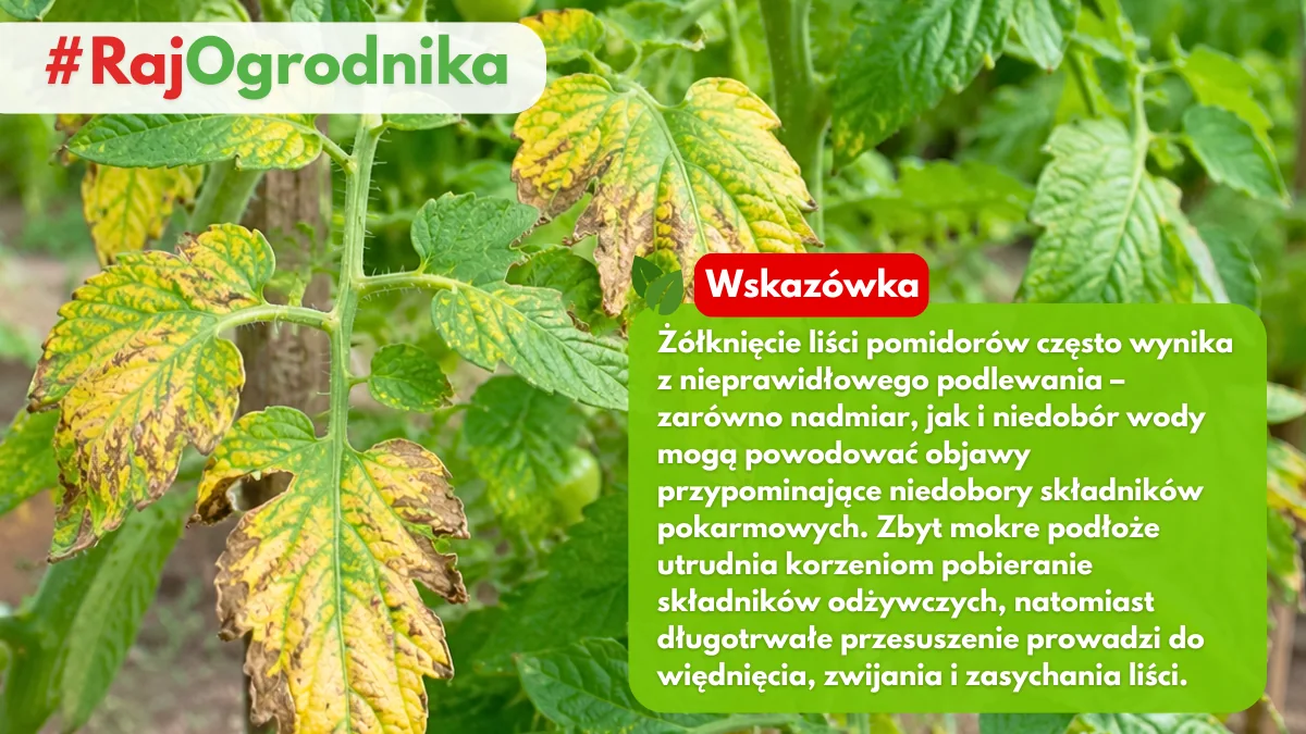 Czemu żółkną liście pomidorów w ogrodzie blog sklep rajogrodnika